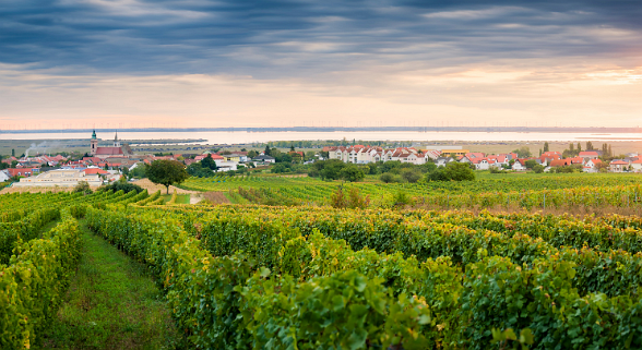 Weinberge im Burgenland
