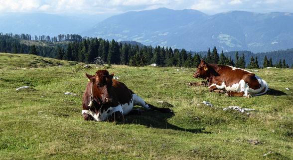 Schloss Schönbrunn im Sommer